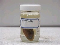 藏品(准燧鯛)的圖片